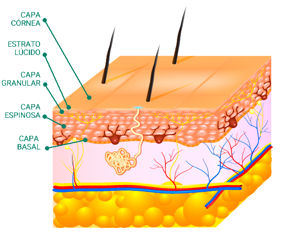 L’epidermide ha una struttura a strati